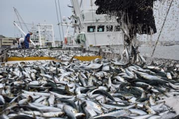 銚子漁港、12年連続の水揚げ日本一確実　イワシ好調もサンマはゼロ