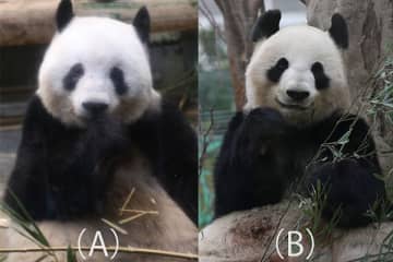 【パンダクイズ】誰でもわかるシャンシャンの見分け方