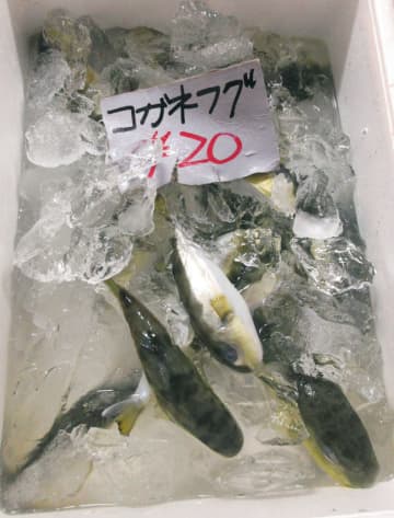 毒除去せずフグ販売、千葉　「知識がなかった」