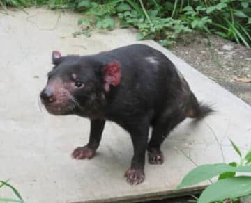 多摩動物公園のタスマニアデビル死ぬ　国内飼育は残り1頭しかいない