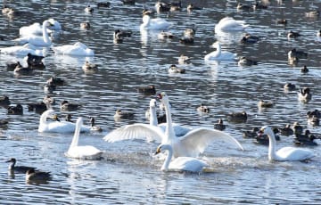 ハクチョウ羽休め越冬へ　飛来のピークは1月末　千葉・東庄の農業用ため池「八丁堰」