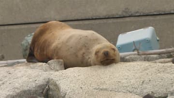 羽田空港近く東京湾に“トド”　カメラを前に“睡眠”　“群れ”とはぐれたか