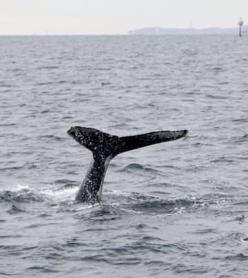 東京湾に泳ぐクジラ？　横浜海上保安部