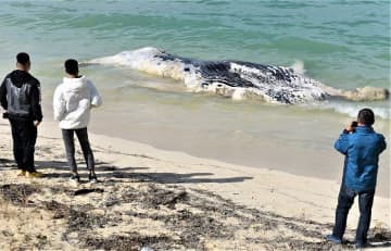 波打ち際に打ち上げられたクジラの死骸を見守る住民ら＝25日午前、北谷町・アラハビーチ