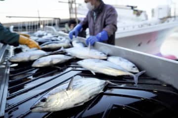 カツオ初水揚げ、春の訪れ告げる　全国屈指の千葉・勝浦漁港