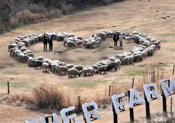 バレンタイン、羊の群れがハート描く　富津・マザー牧場「愛の羊文字」　犬笛合図にカップル周りへ整列