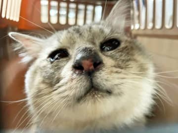 「真っ黒な目の猫」には瞳がない？ 猫風邪の放置が原因か…「もっと早くに治療していれば…」
