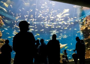 鴨川シーワールド、貸し切りで探検　春休み特別プログラム　水族館の裏側や動物の寝姿を見学