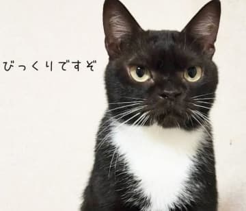 “人馴れ度ゼロ”の猫が見せたフミフミ…多頭飼育から救われたカワウソ顔のタキシード猫、ビフォーアフターに感動