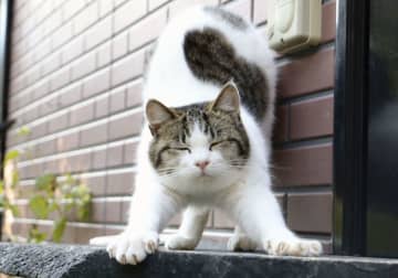 宿の看板猫、千葉「ラブ」トップ　背中にハート柄、旅行情報誌調査