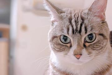 「猫の一生の費用」3000人に聞いた　食事64万円、医療で47万円...合計は
