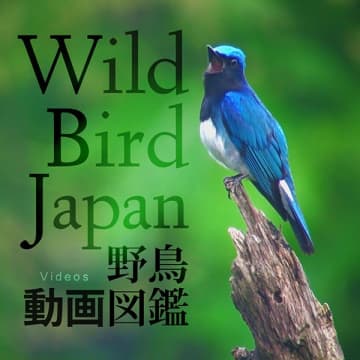 野鳥動画図鑑 - Wild Bird Japan