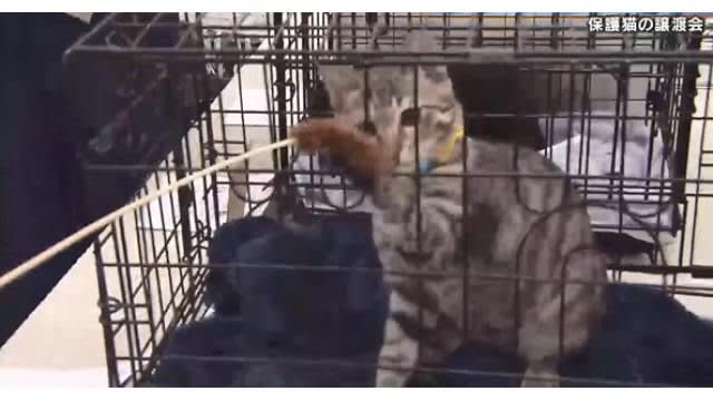 女子高校生が「保護猫」譲渡会を開催　地元の本屋さんとタッグ　５匹の猫に申し込み　広島