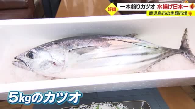 Kagoshima City is number one in Japan! XNUMX・Amount of bonito landed by pole-and-line fishing
