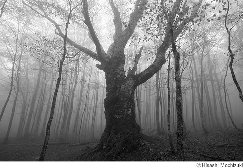 八幡平・安比高原の森を40年にわたり見つめ続けた 望月久写真展「FOREST」
