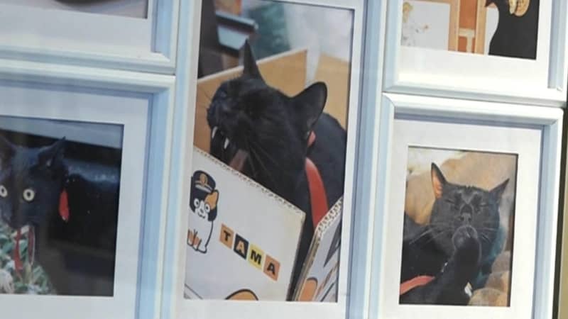 Signboard cat Kuronosuke Cute / Photo exhibition at Yumeji Folk Art Museum in Okayama City / Until March XNUMX [Okayama City]