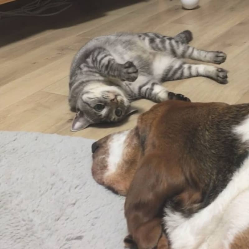 A cat that wants attention vs. a dog that ignores it.I can't believe such a cute attack doesn't work... [Cat's Day Posting Project]