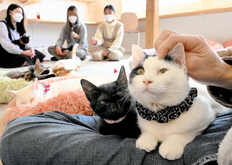 2月22日は猫の日…福井の「カフェ」で保護猫幸せ　暖かい部屋でゴロゴロ、日なたぼっこ