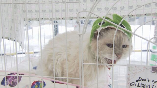 『にゃんにゃんにゃん』　2月22日はネコの日　札幌市内の文具店で保護ネコ譲渡会