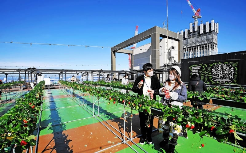 天空のイチゴ狩り…百貨店屋上に収穫体験スペースが3月オープン　西武福井店、パフェ提供のカフェも設置