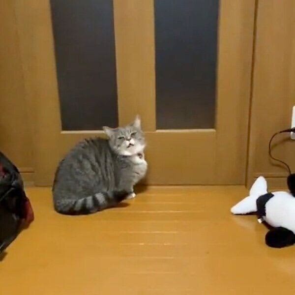 扉の前に座って甘い声で飼い主に訴える猫　「その理由」が可愛すぎる！