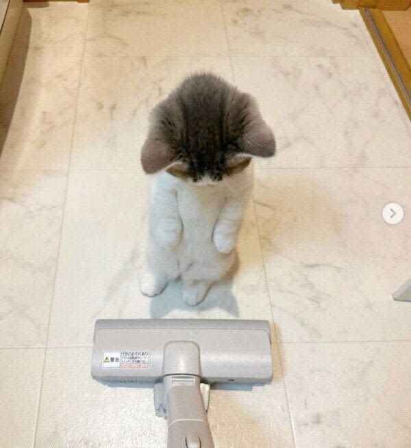 掃除機の前に立ちはだかる勇敢な子猫　上から見たときの「3頭身フォルム」がかわいい！