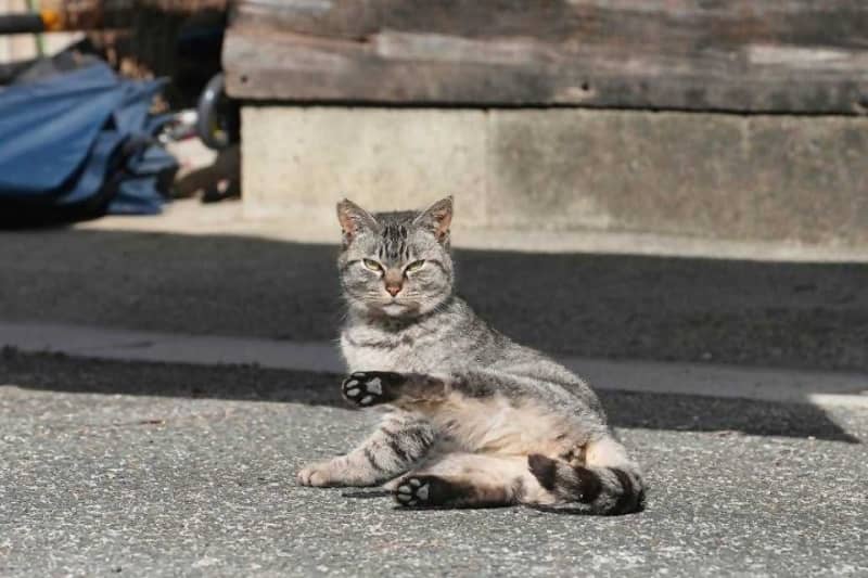 競馬場周辺の野良猫を保護へ　シェルター設置にふるさと納税活用　岐阜・笠松町