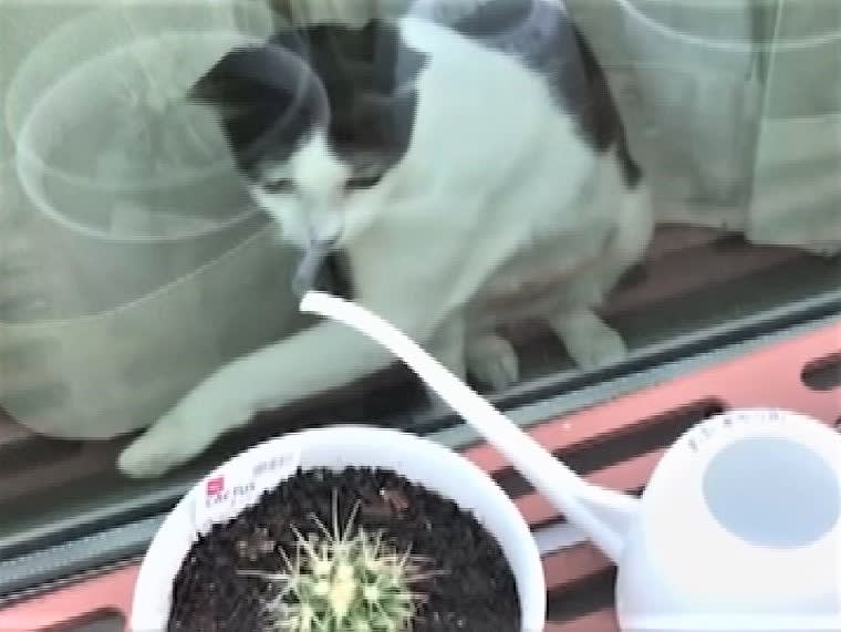 A cat that doesn't touch the watering can through the window and swings in vain