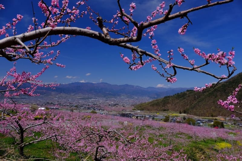 Yamanashi / Ishiwa Onsen "Peach Blossom Spring Festival" A spectacular view of the entire basin of Fuefuki City, Japan's number one peach village, dyed in deep pink! 3/26 ~
