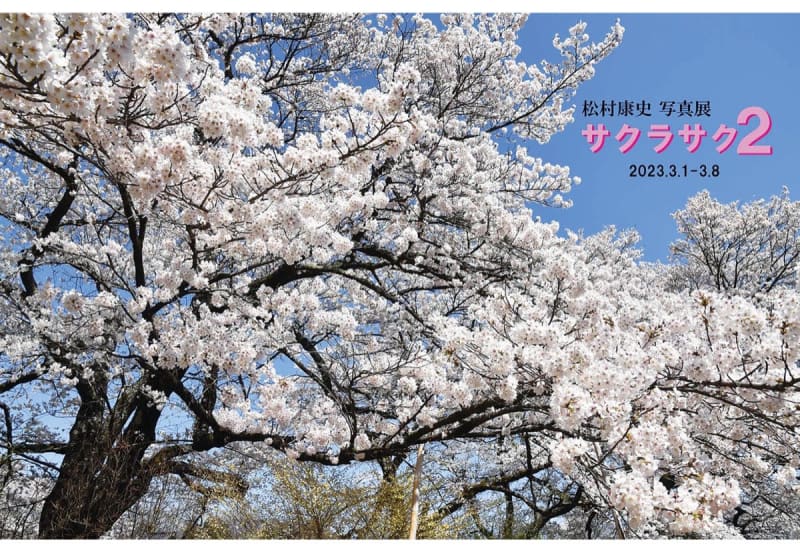 ひと足早い｢桜｣堪能 松村康史さん写真展　茅ヶ崎市