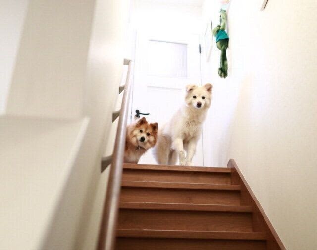 すべては彼への反省から【穴澤賢の犬のはなし】