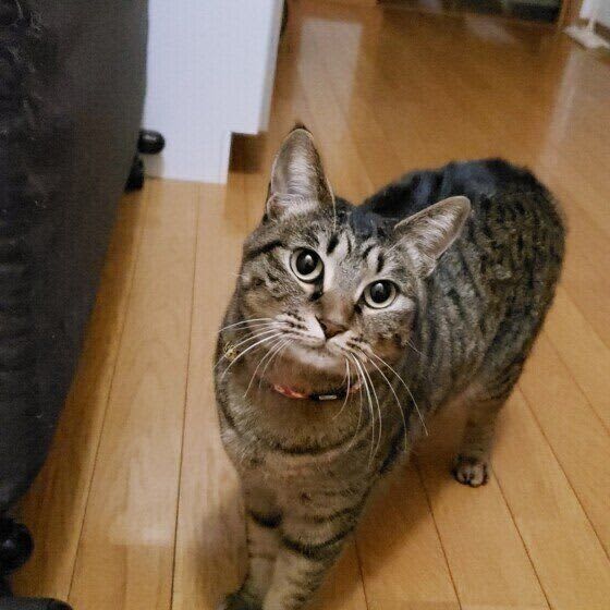 なにか言いたげな猫、飼い主にどうしてほしい？　猫の要求への対応にまつわる疑問を解決