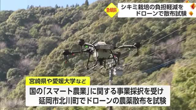省力化目指す　「シキミ」栽培でドローン活用テスト　宮崎・延岡市