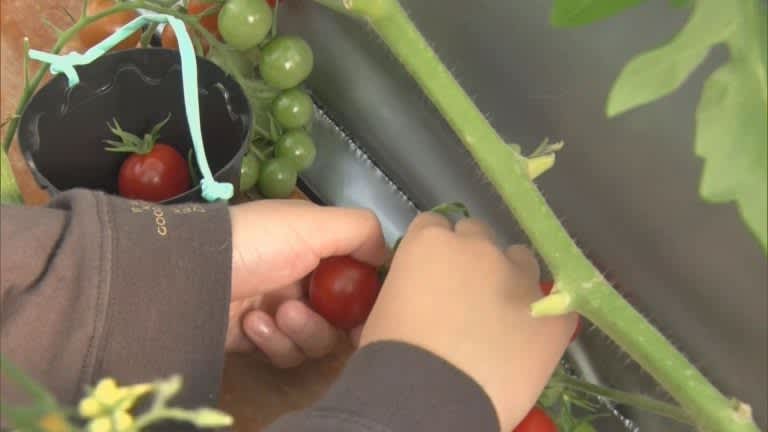 温室ハウスで栽培したミニトマトの収穫を保育園児が体験／青森・板柳町