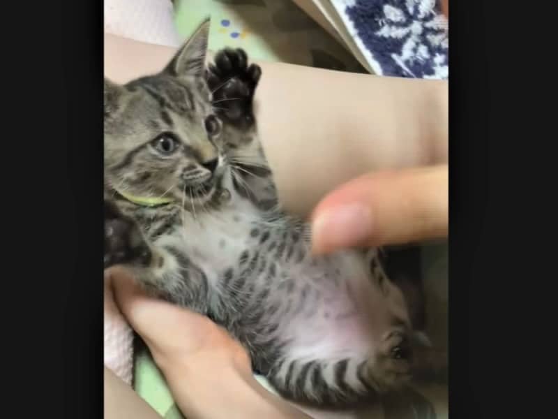 Kittens that go crazy are too cute [Cat's Day Posting Project]