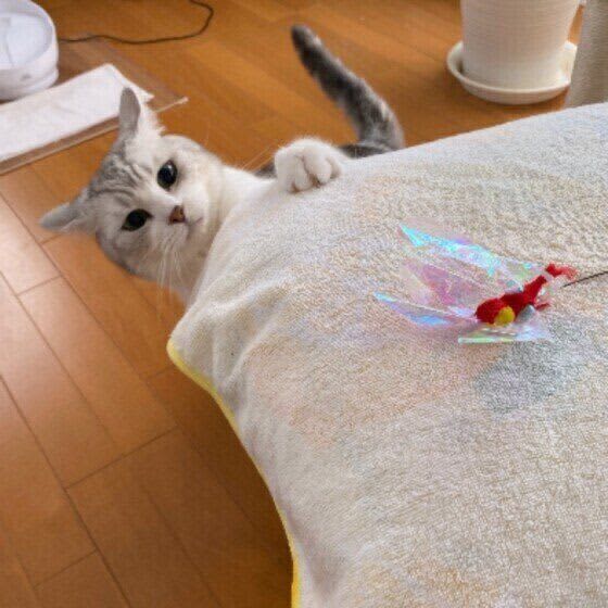 猫に飲ませてはいけない水は？トイレの掃除でしてはいけないことは？　猫飼いの常識チェック