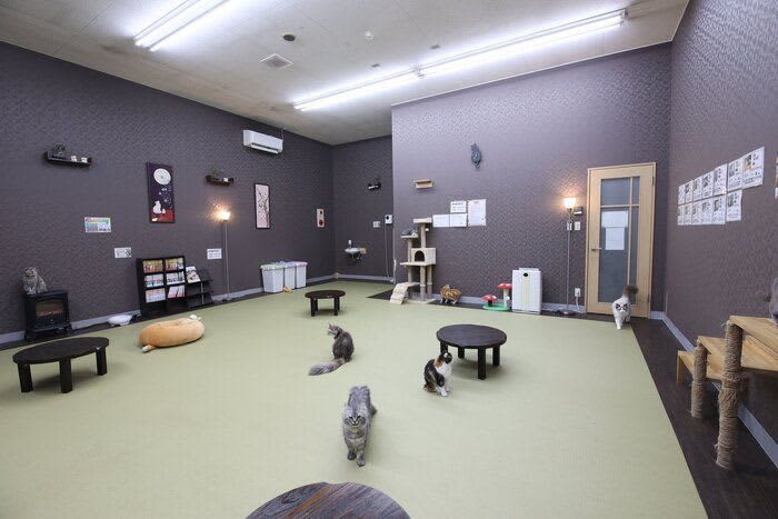 新潟エリアの人気猫カフェ【2023年】　出かける前にチェックしておきたいポイント付き