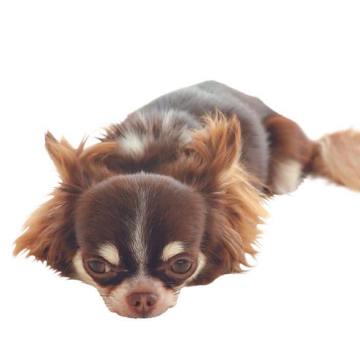 犬が涙を流すのはどんなとき？　犬の「悲しみ」の感情とは