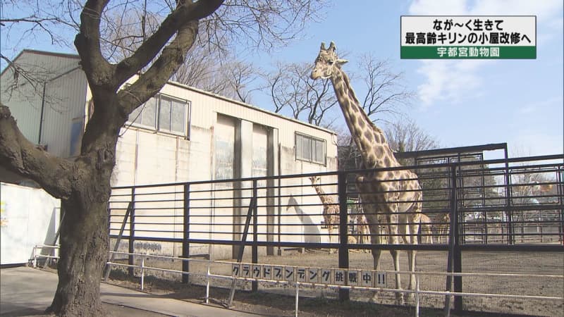 「なが～く生きて」国内最高齢キリンの小屋改修へ　クラウドファンディングで寄付募る　宇都宮動物園