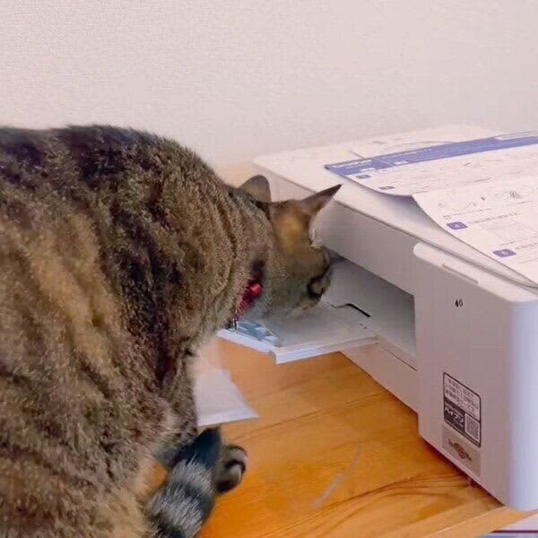 初めてプリンターを見た猫、のぞいた次の瞬間…　「お約束の反応」が可愛すぎる