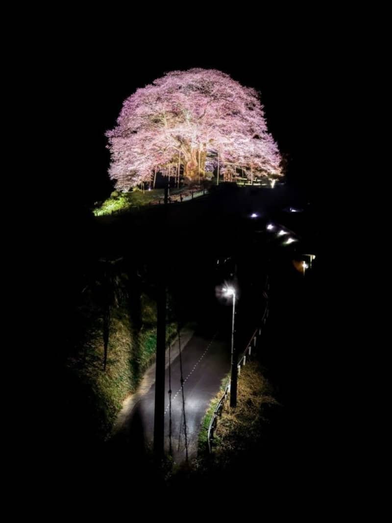 暗い夜道の向こうには…　闇の中に浮かび上がる「千年桜」が神々しすぎる