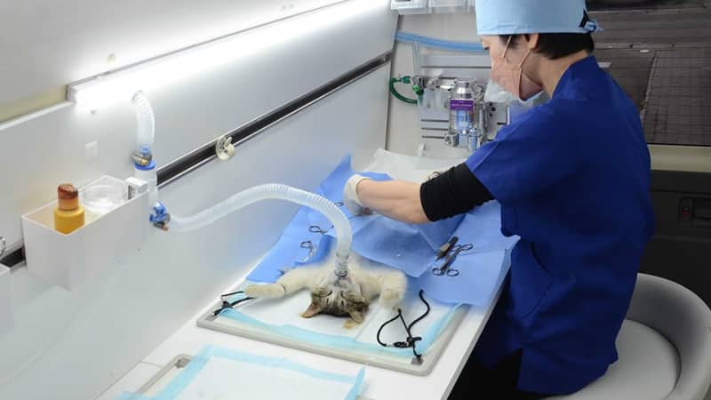 猫の不妊去勢「移動手術室ワゴン車」全国展開　野良猫の課題解決推進、岐阜市・NICOX