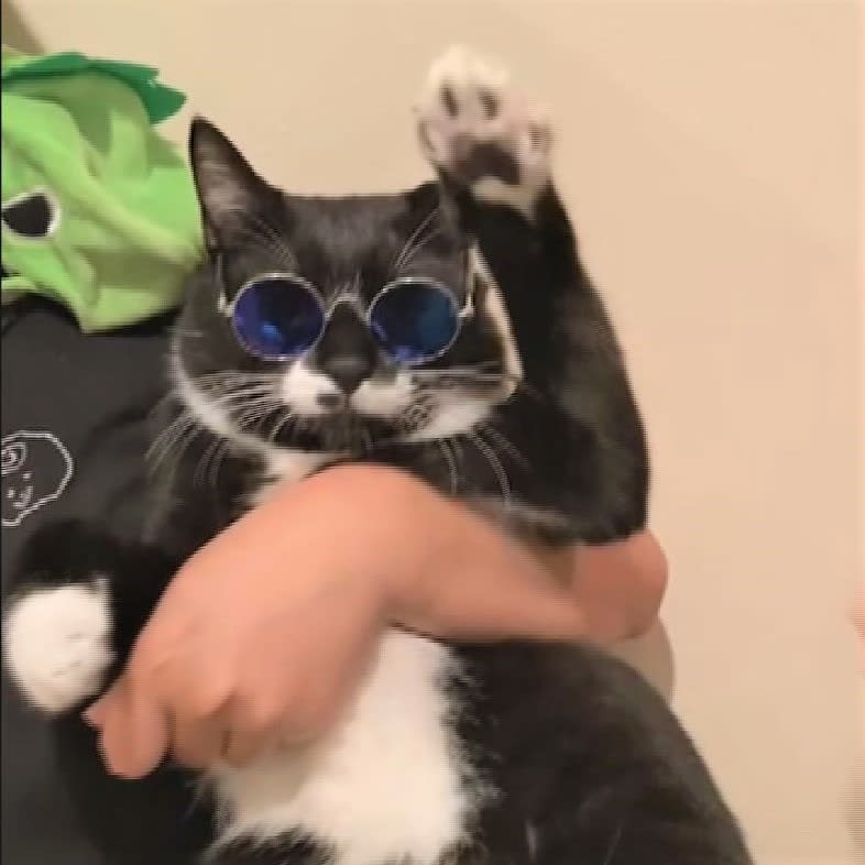"Osu!" When you put on sunglasses, your personality changes!? A cat that makes a handsome pose