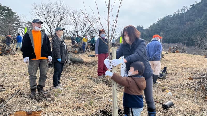 Volunteers plant disease-resistant cherry cultivar ``Jindaiakebono'' in Oita Prefectural Forest