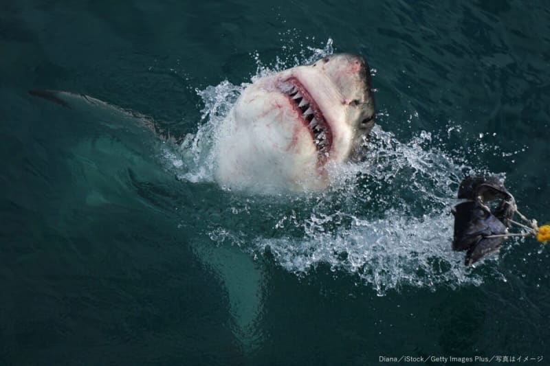 A male adventurer found a dead body in a shark's stomach.