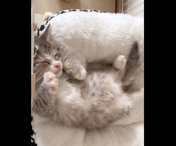 ぐっすり眠る子猫の前足に注目！　“エアふみふみ”の様子が「反則級にカワイイ」「サイコー…