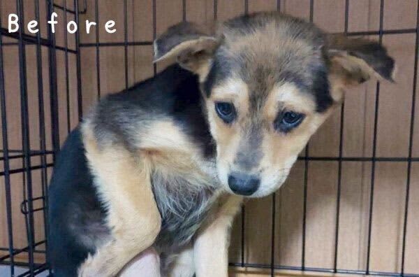 怯えた表情をしていた元野犬、時を経てまるで“別犬”に！　自信に満ち溢れた表情にグッとくる