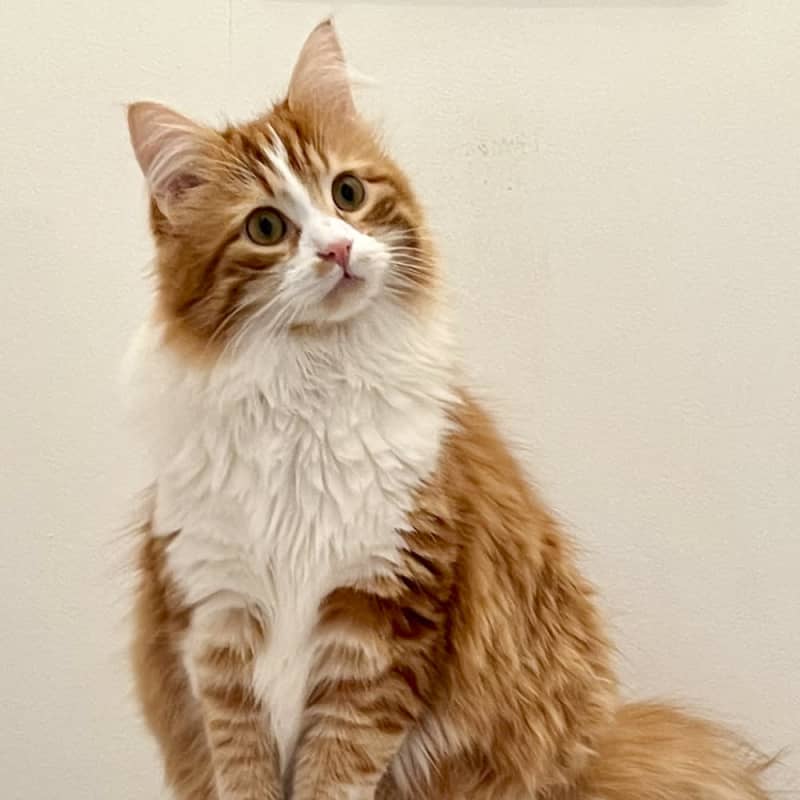 大人用のご飯が楽しみ！…猫さまが飼い主と出会った時にした行動とは