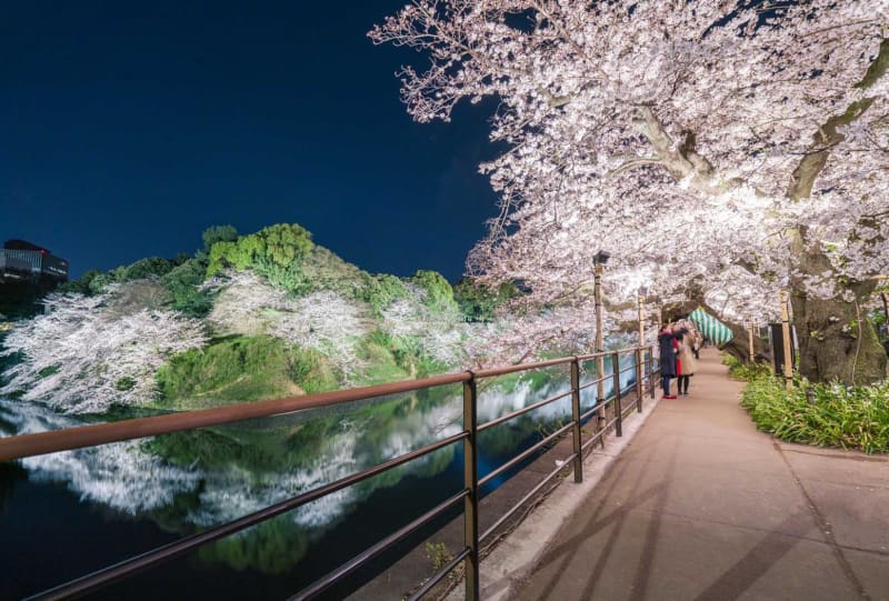 東京『千代田のさくらまつり』4年ぶり復活！3月24日(金)から開催中。千鳥ヶ淵・靖国神社で桜を愛でる