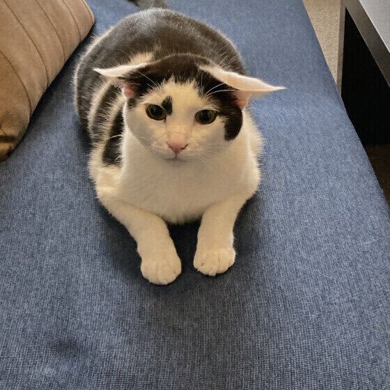 猫の耳は動く「パラボラアンテナ」　優れた聴覚をもつ猫の耳の仕組みのナゾ